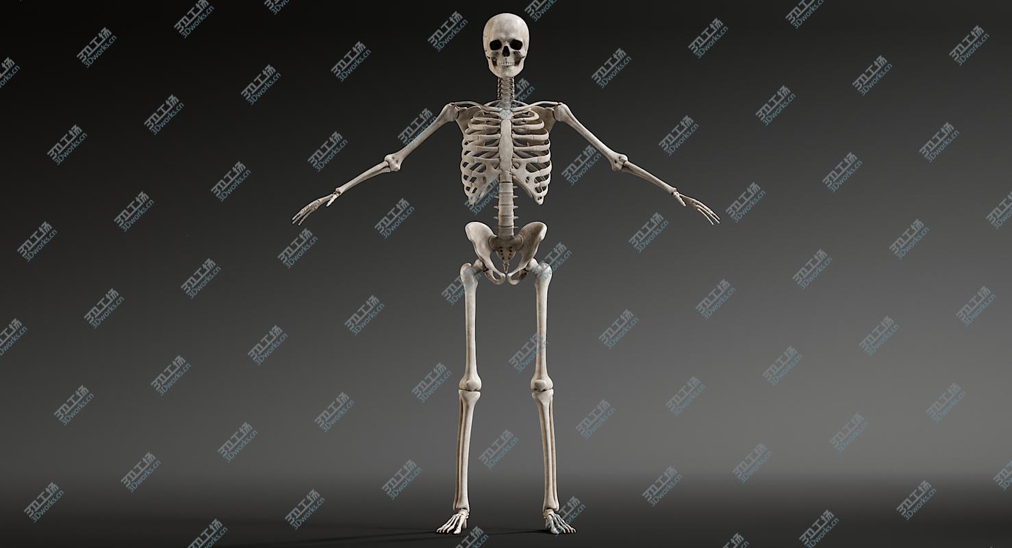 images/goods_img/202104092/Male Skeleton 3D/3.jpg